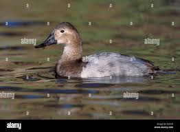 Image result for Aythya valisineria