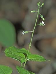 Attēlu rezultāti vaicājumam “Circaea lutetiana bud”