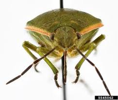 Attēlu rezultāti vaicājumam “Chlorochroa juniperina”