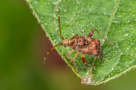 Attēlu rezultāti vaicājumam “Miridae”