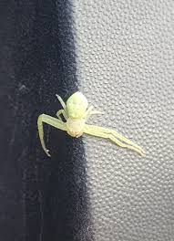 Attēlu rezultāti vaicājumam “Thomisidae”