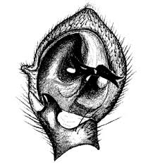 Attēlu rezultāti vaicājumam “Xysticus bifasciatus female”