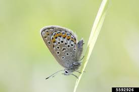 Attēlu rezultāti vaicājumam “Plebejus argus”