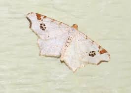 Attēlu rezultāti vaicājumam “Macaria notata”