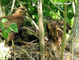 Attēlu rezultāti vaicājumam “Buteo buteo nest”