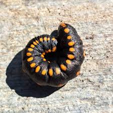 Attēlu rezultāti vaicājumam “Cucullia lucifuga”