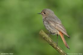 Attēlu rezultāti vaicājumam “Phoenicurus ochruros female”