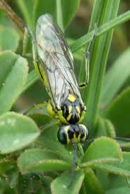 Attēlu rezultāti vaicājumam “Rhogogaster picta”