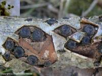 Attēlu rezultāti vaicājumam “Biscogniauxia marginata”