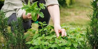Attēlu rezultāti vaicājumam “Melissa officinalis”