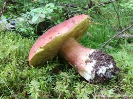 Attēlu rezultāti vaicājumam “Boletus pinophilus”