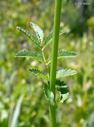 Attēlu rezultāti vaicājumam “Sanguisorba officinalis flower”