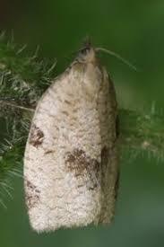 Attēlu rezultāti vaicājumam “Lozotaenia forsterana”