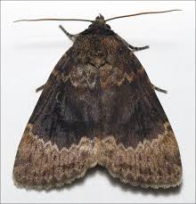 Attēlu rezultāti vaicājumam “Amphipyra perflua”