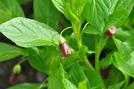 Attēlu rezultāti vaicājumam “Scopolia carniolica”