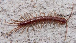 Attēlu rezultāti vaicājumam “Lithobius forficatus”