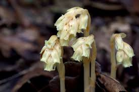 Attēlu rezultāti vaicājumam “Monotropa hypopitys bud”