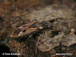 Image result for Rhyparochromus