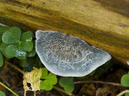 Attēlu rezultāti vaicājumam “Postia caesia”