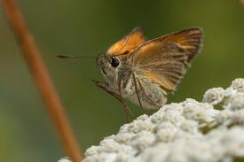 Attēlu rezultāti vaicājumam “Thymelicus sylvestris underside”
