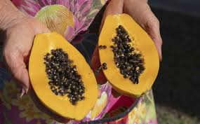 Attēlu rezultāti vaicājumam “Carlina biebersteinii fruit”