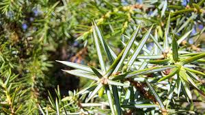 Attēlu rezultāti vaicājumam “Juniperus communis leaf”