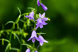 Image result for Campanula rapunculoides