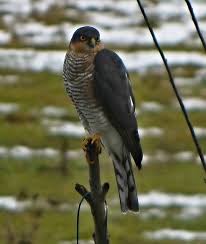 Attēlu rezultāti vaicājumam “Accipiter nisus”