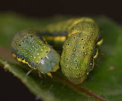 Attēlu rezultāti vaicājumam “Lacanobia contigua larva”