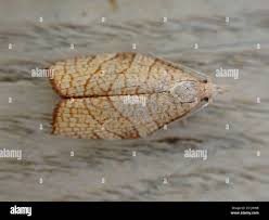 Attēlu rezultāti vaicājumam “Pandemis corylana”