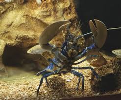 Image result for Homarus gammarus