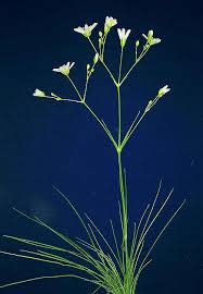 Attēlu rezultāti vaicājumam “Arenaria procera flower”