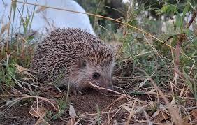 Attēlu rezultāti vaicājumam “Erinaceus roumanicus”