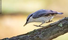 Image result for Sitta europaea