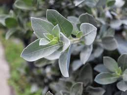 Attēlu rezultāti vaicājumam “Symphytocarpus trechisporus young”