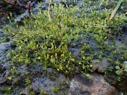 Attēlu rezultāti vaicājumam “Weissia squarrosa”