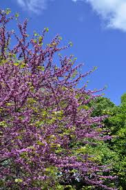 Attēlu rezultāti vaicājumam “Cercis siliquastrum”