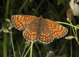 Attēlu rezultāti vaicājumam “Mellicta athalia upperside”