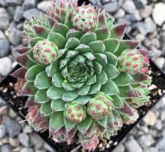 Attēlu rezultāti vaicājumam “Jovibarba globifera leaf”