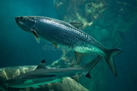 Image result for Megalops atlanticus