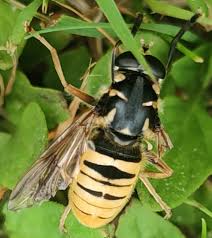Attēlu rezultāti vaicājumam “Temnostoma vespiforme”