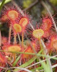 Attēlu rezultāti vaicājumam “Drosera rotundifolia flower”