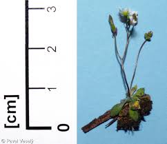Attēlu rezultāti vaicājumam “Erophila verna”
