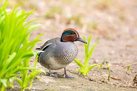 Attēlu rezultāti vaicājumam “Anas crecca male”