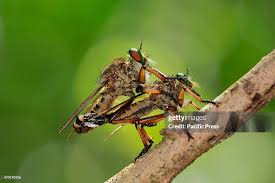 Attēlu rezultāti vaicājumam “Asilidae”