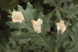 Attēlu rezultāti vaicājumam “Tischeria ekebladella”