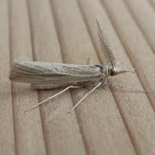 Attēlu rezultāti vaicājumam “Semioscopis avellanella”