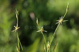 Attēlu rezultāti vaicājumam “Juncus bufonius”