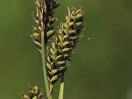 Attēlu rezultāti vaicājumam “Carex hartmanii”