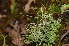 Attēlu rezultāti vaicājumam “Cladonia cornuta”